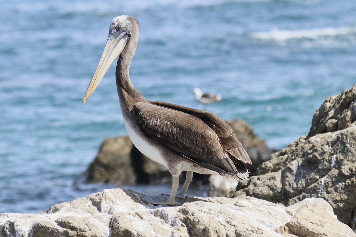 Peruvian Pelican - ML642447415