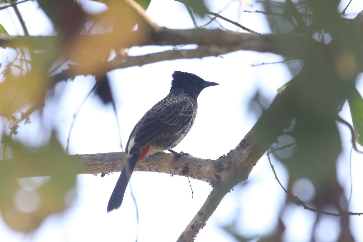 Red-vented Bulbul - ML642447417