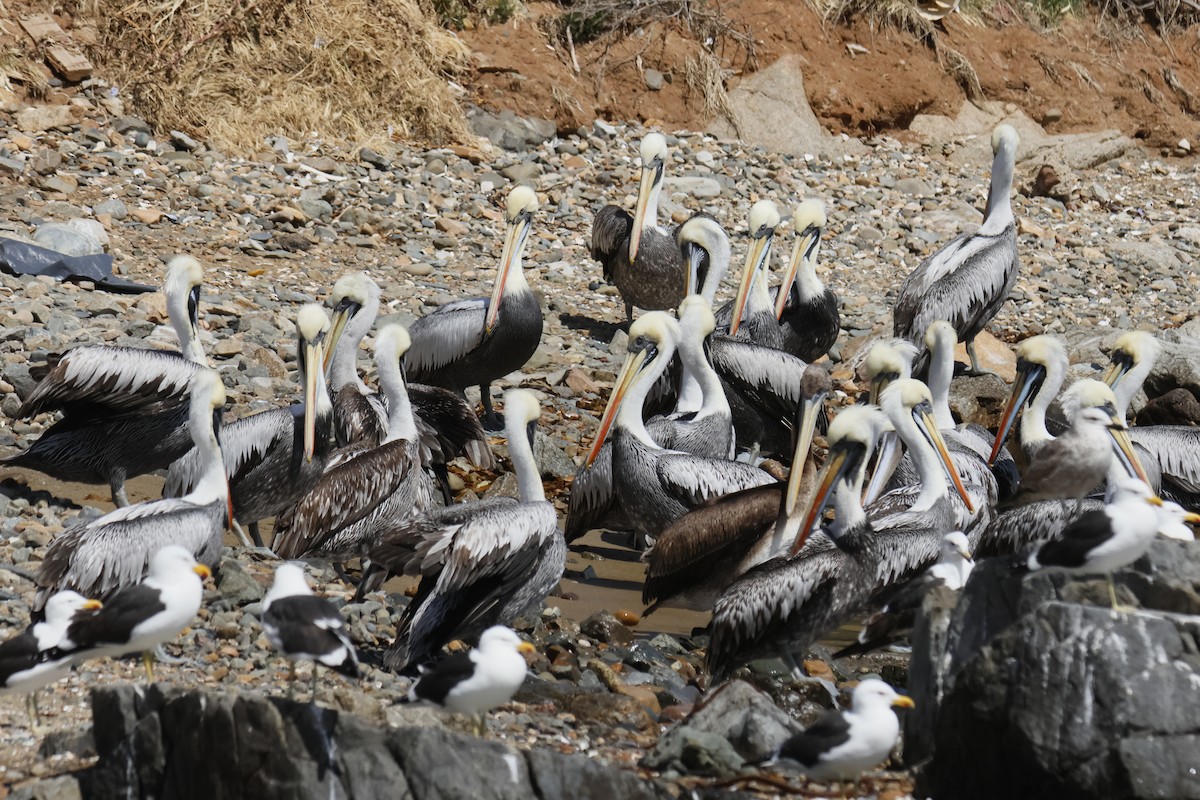 Peruvian Pelican - ML642447418