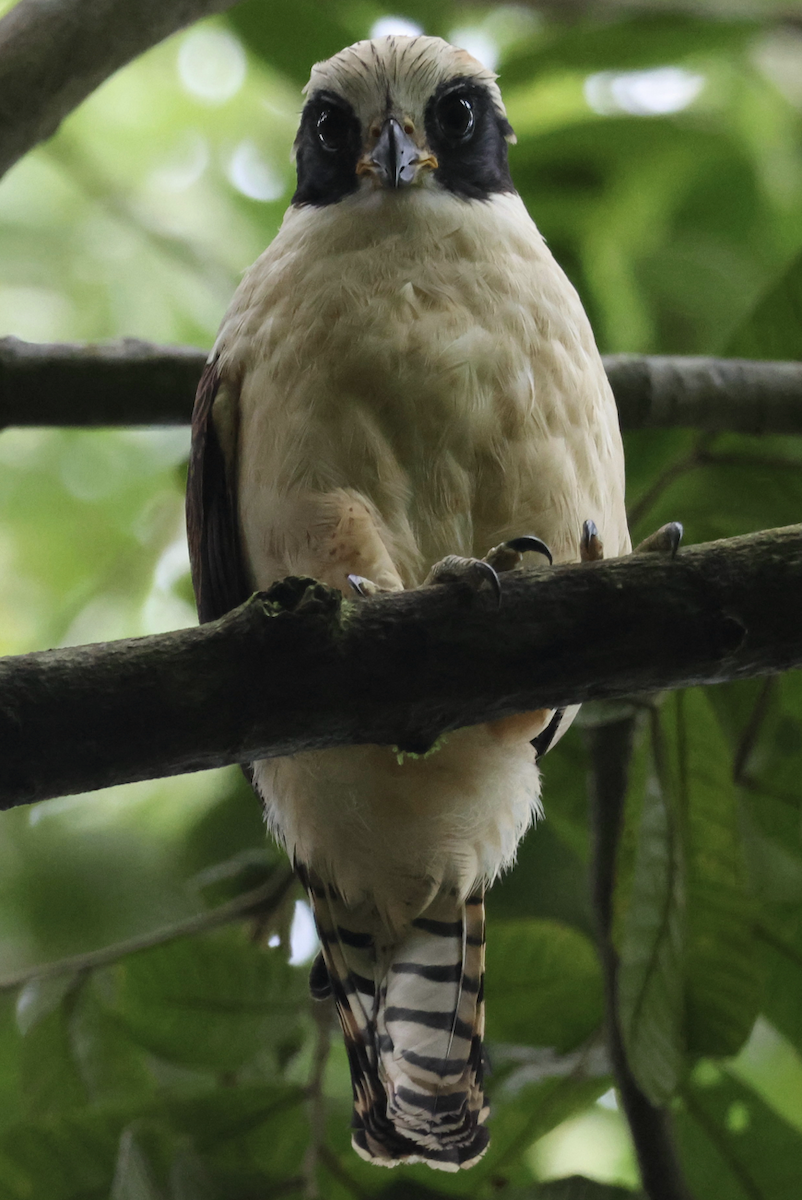 Laughing Falcon - ML642447430
