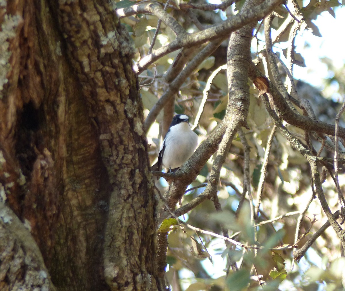 Atlas Flycatcher - ML642447435