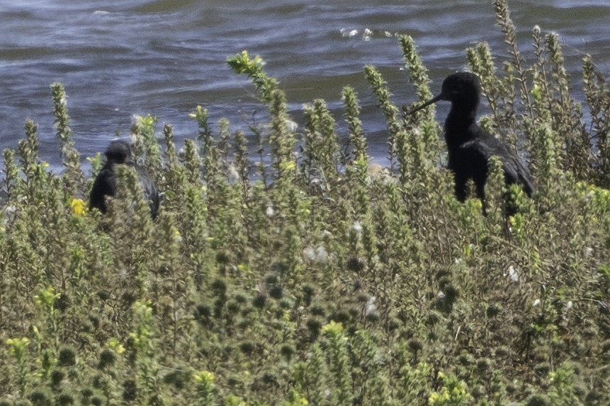 Black Stilt - ML642447436