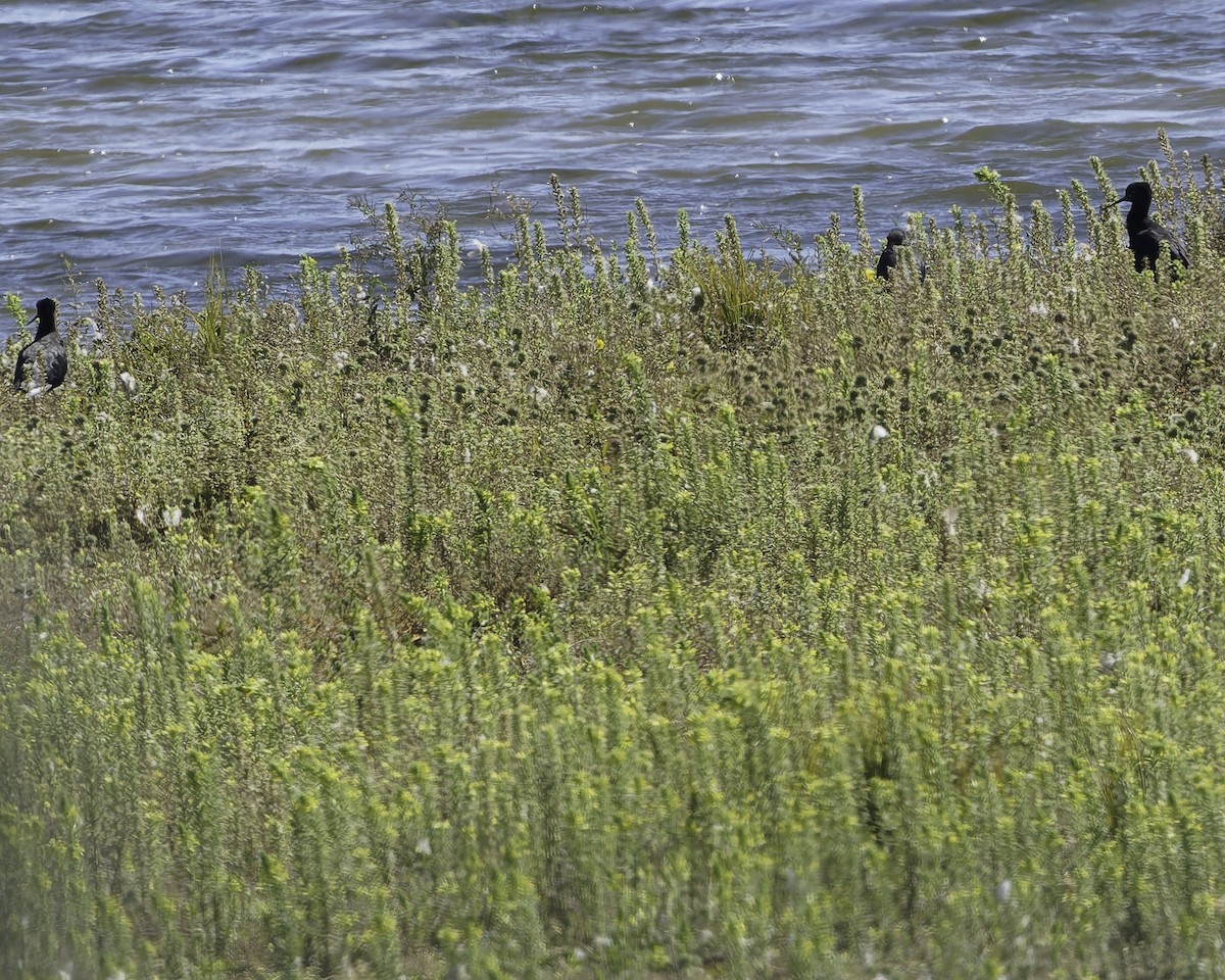 Black Stilt - ML642447437