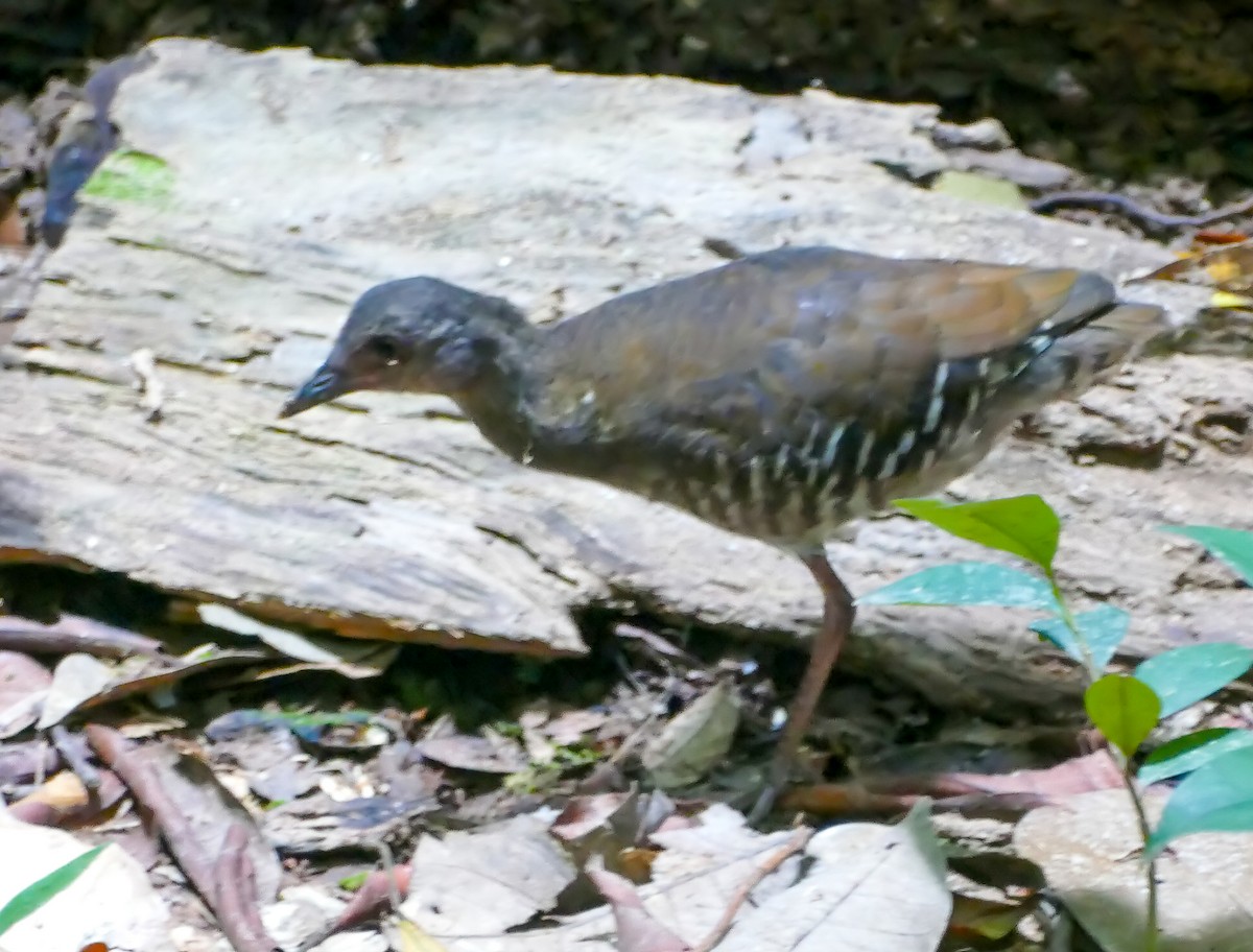Red-legged Crake - ML642447444