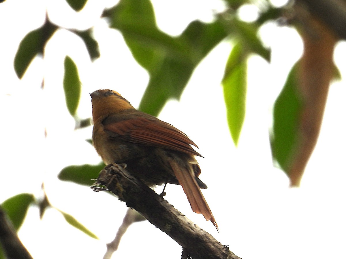Buff-fronted Foliage-gleaner - ML642447450