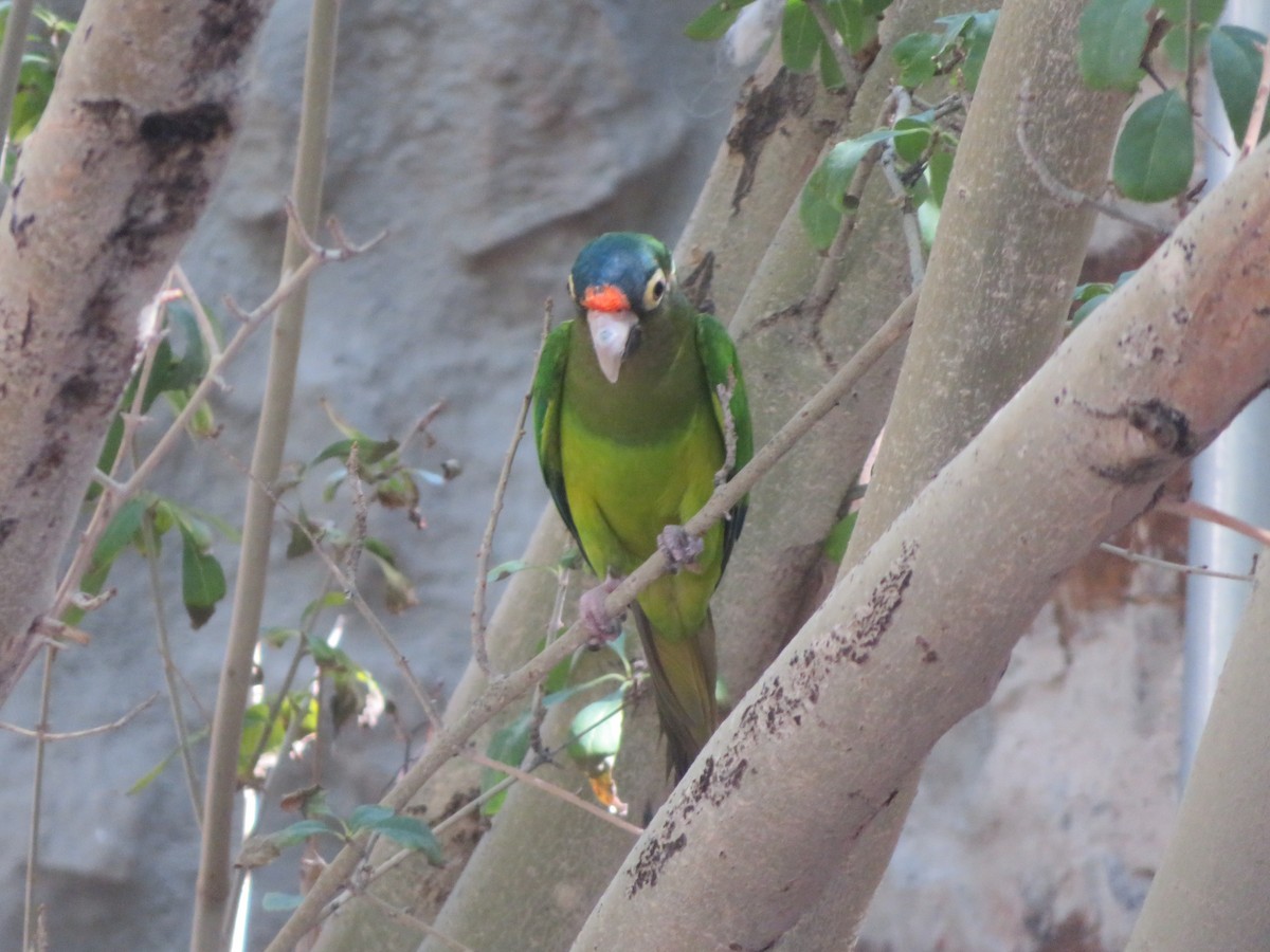 メキシコインコ - ML642447469