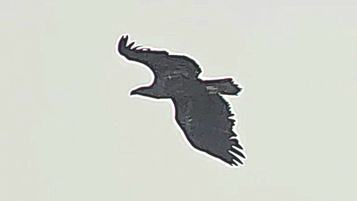 白尾海鵰 - ML642447480