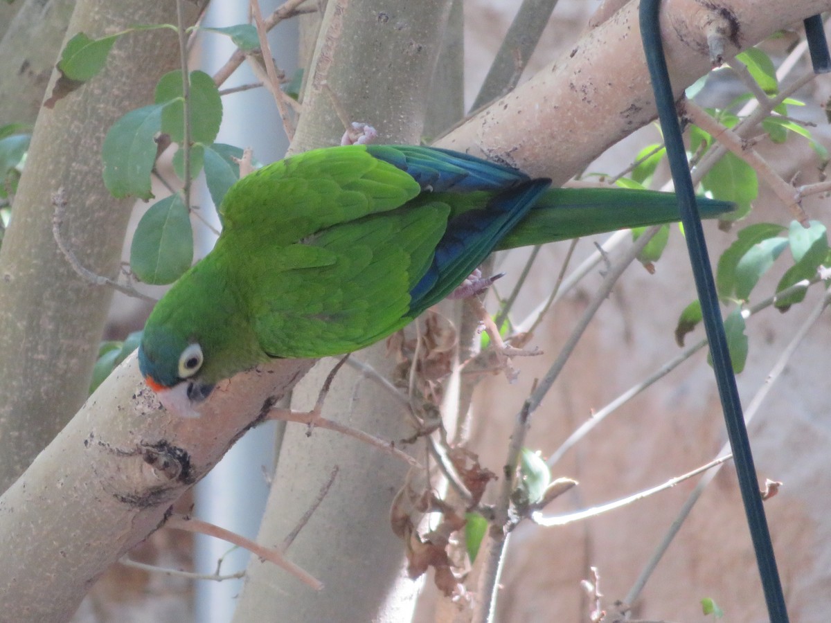 メキシコインコ - ML642447484