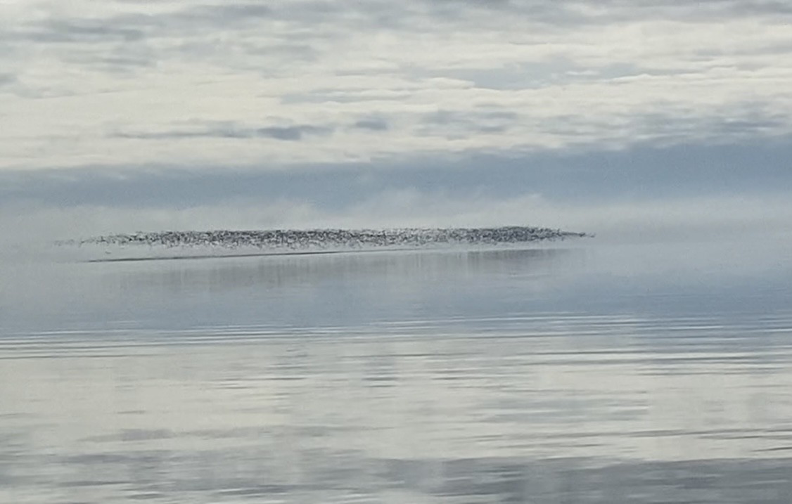 Snow Goose - ML642447485