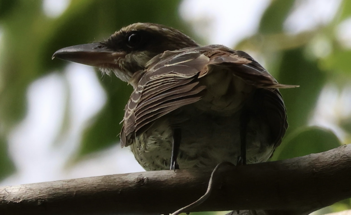 Streaked Flycatcher - ML642447486