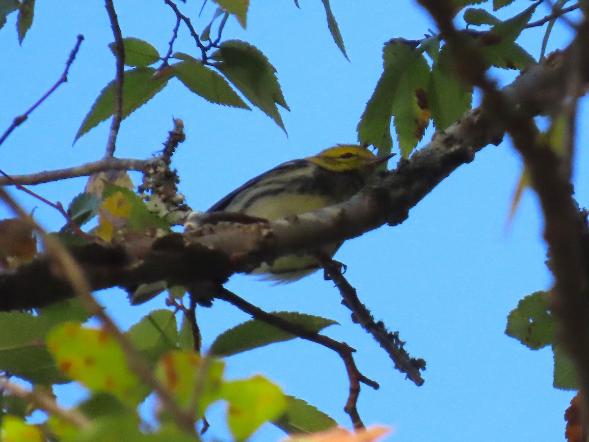 Grünmantel-Waldsänger - ML642447487