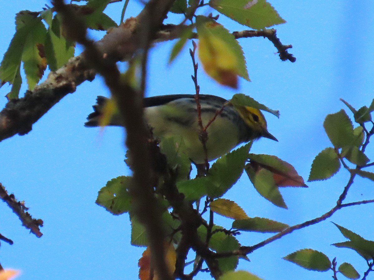 Grünmantel-Waldsänger - ML642447488