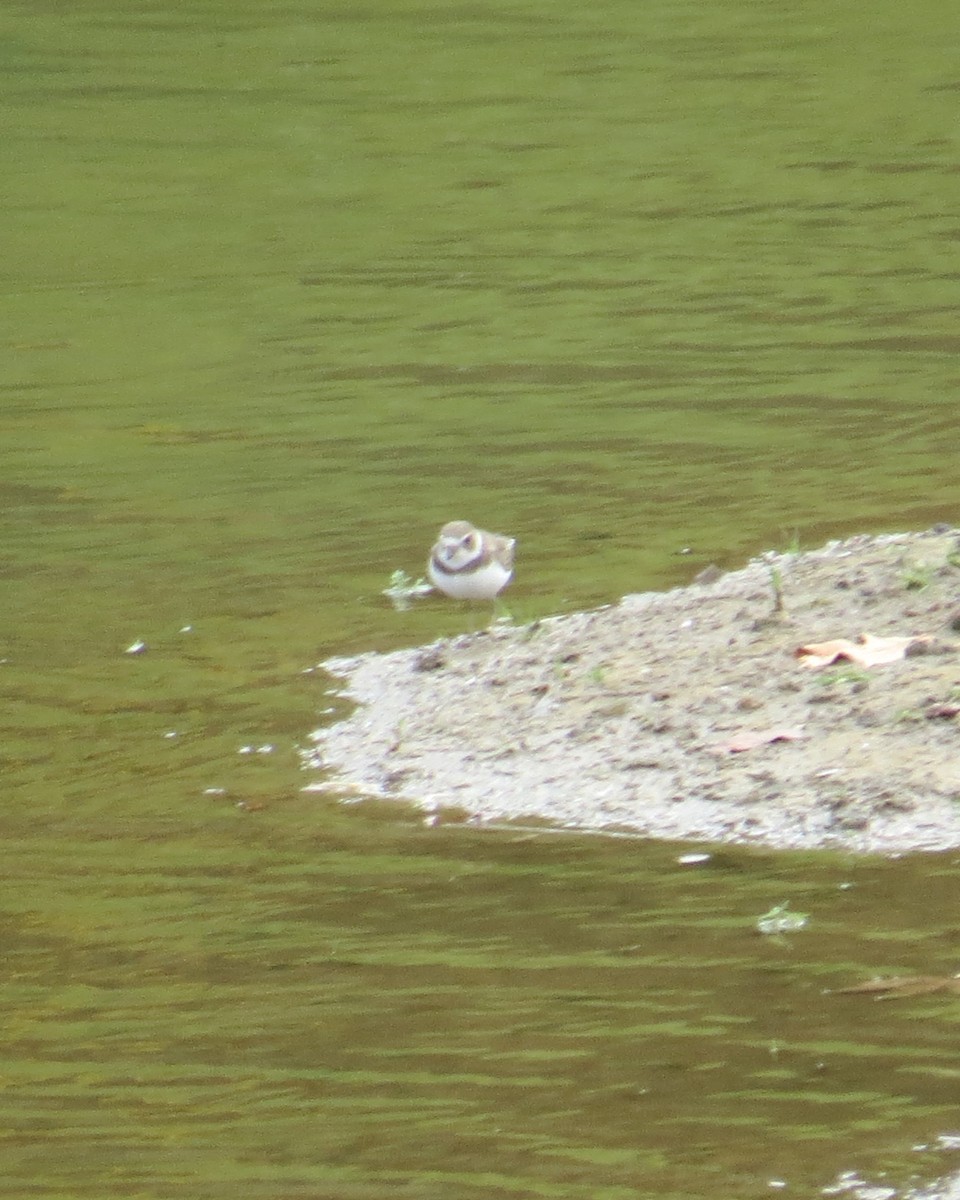 Chorlitejo Semipalmeado - ML642447494