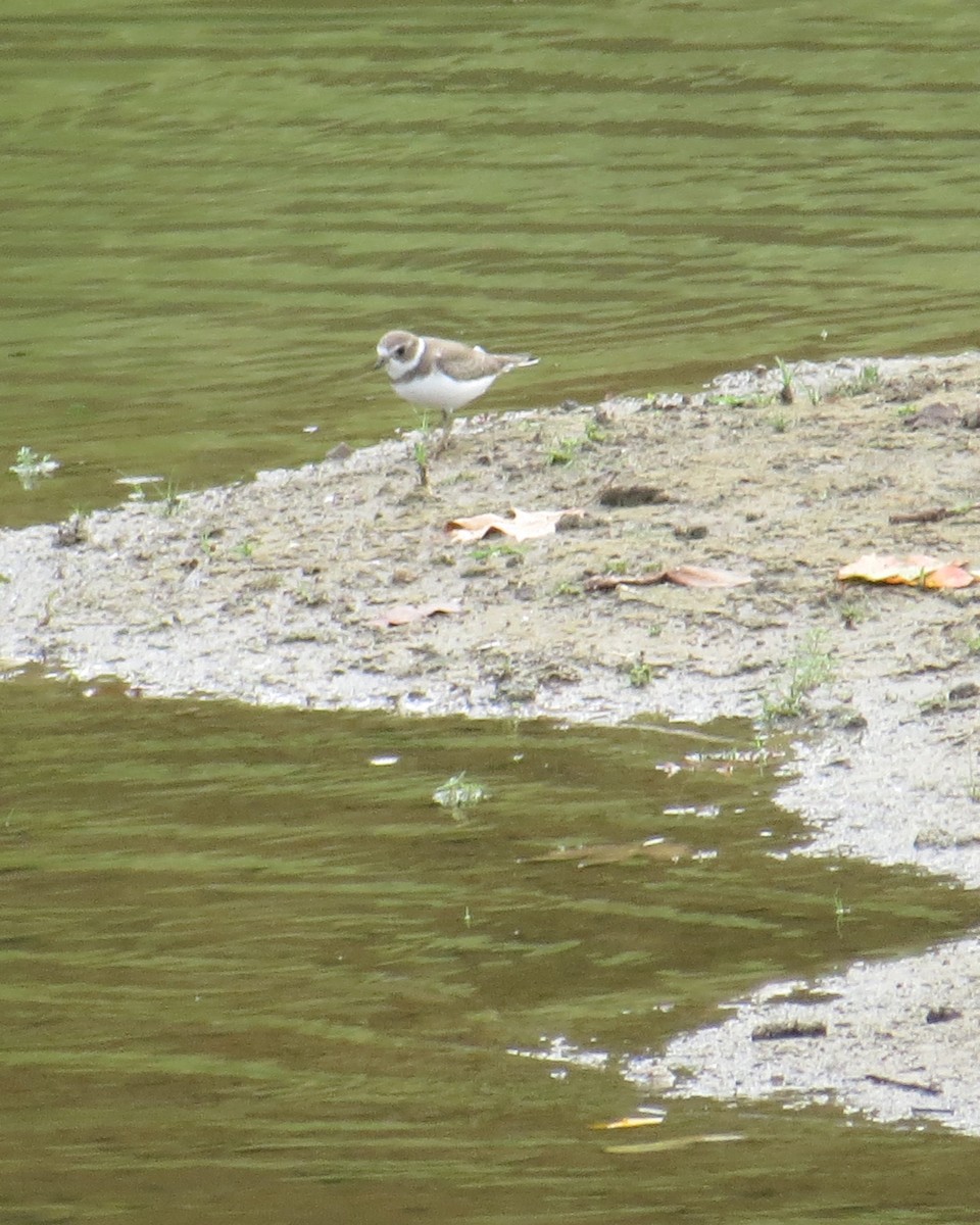 Chorlitejo Semipalmeado - ML642447495