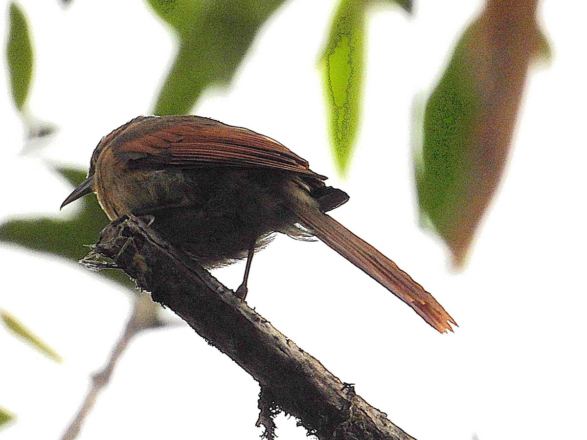 Buff-fronted Foliage-gleaner - ML642447498