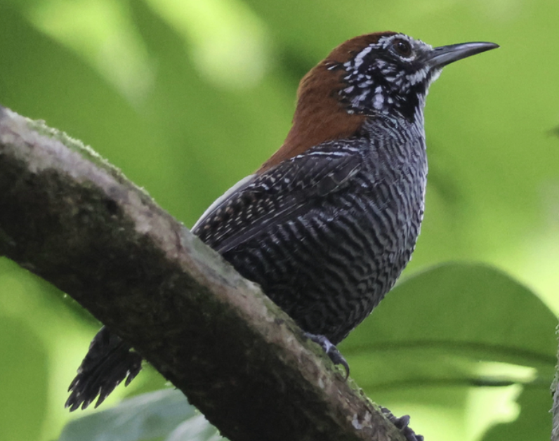Riverside Wren - ML642447502