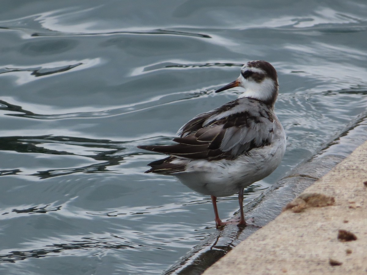 Red Phalarope - ML642447539