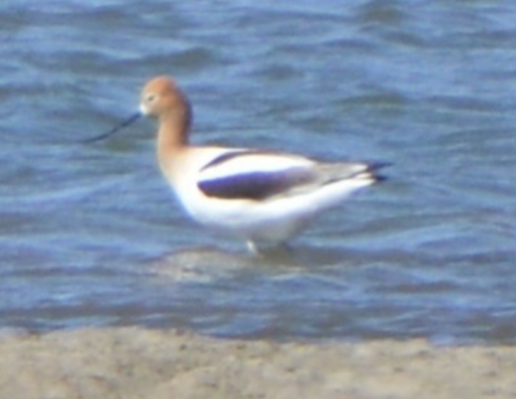 American Avocet - ML642447550