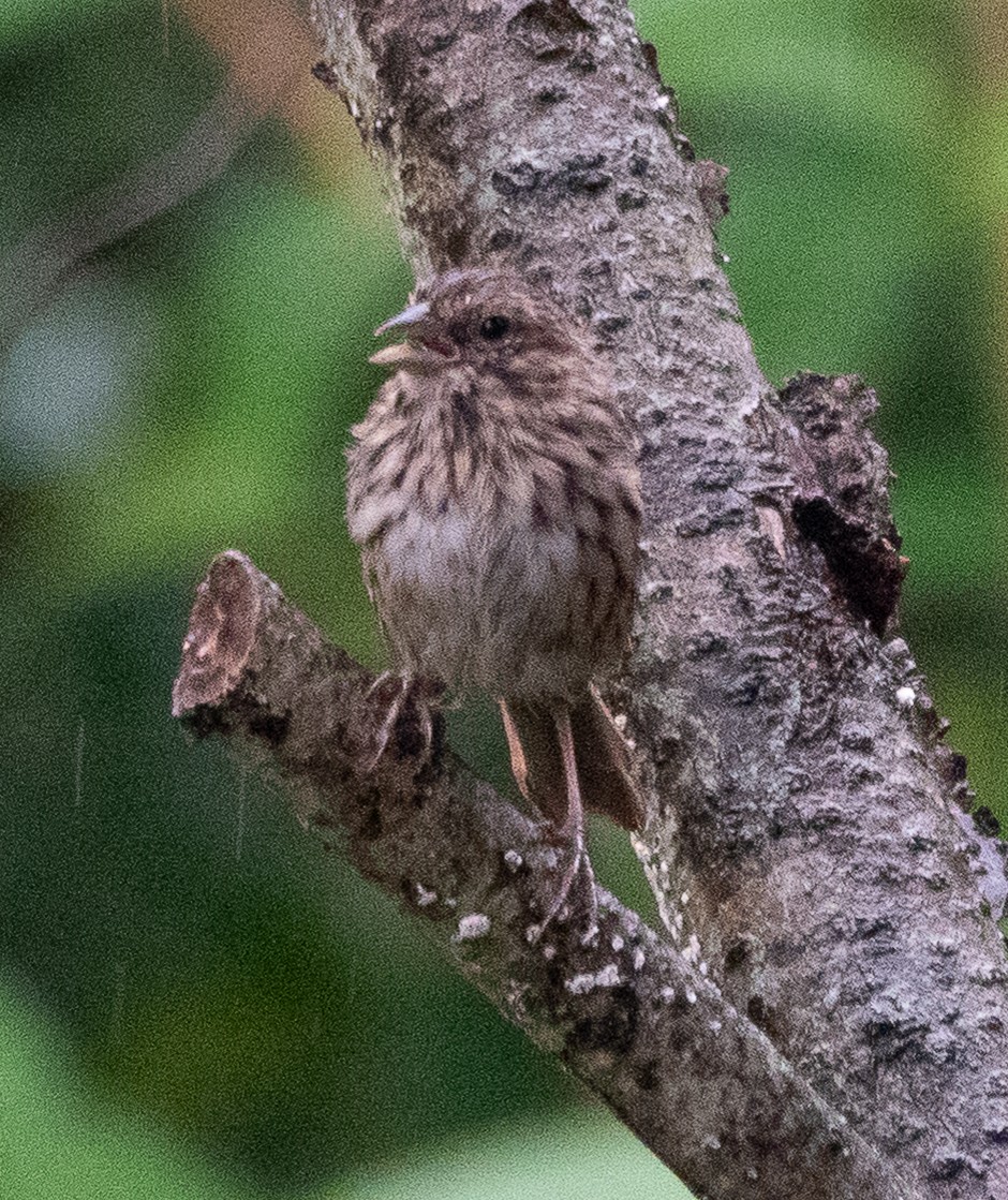 Song Sparrow - ML642447567