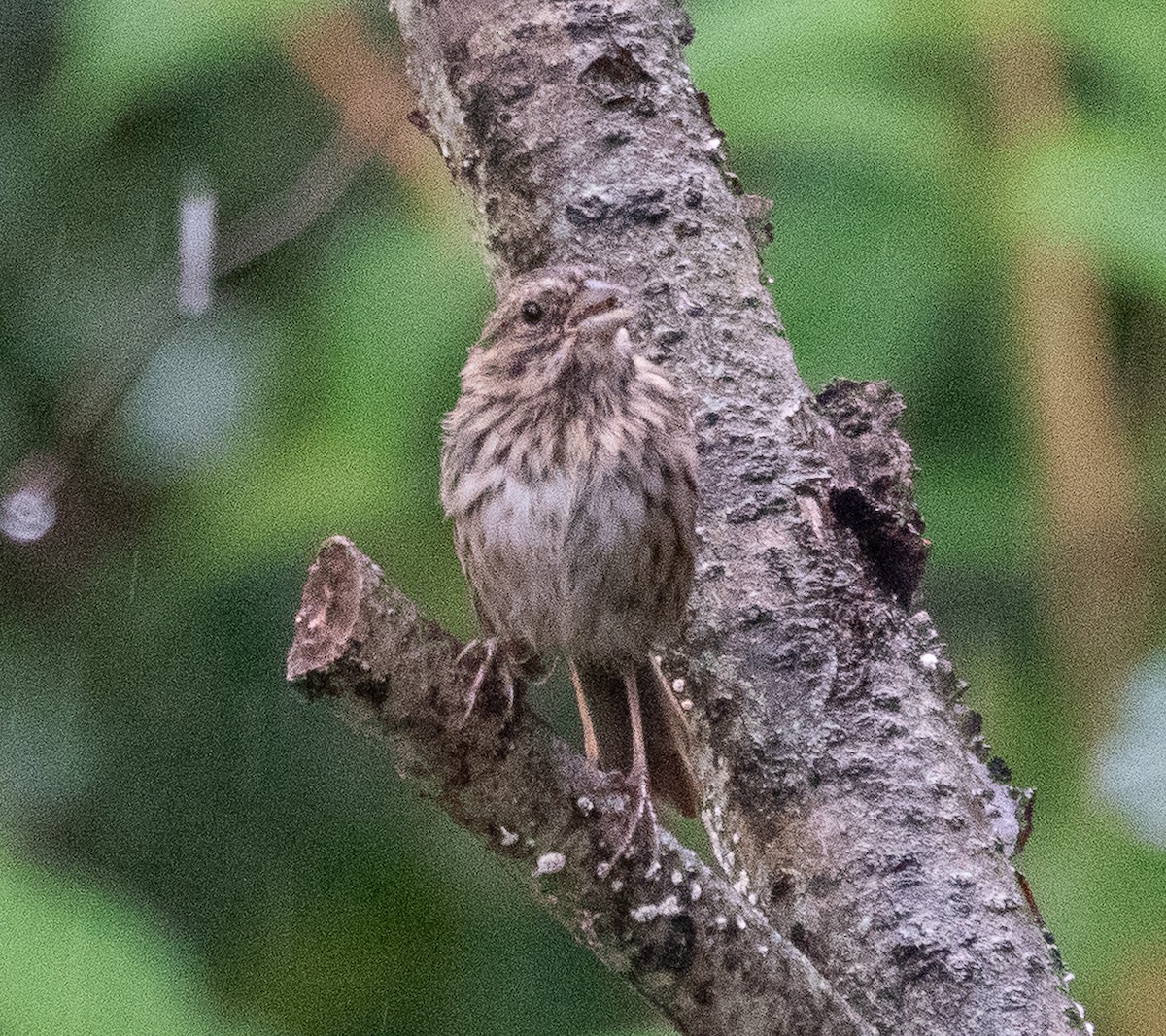 Song Sparrow - ML642447568