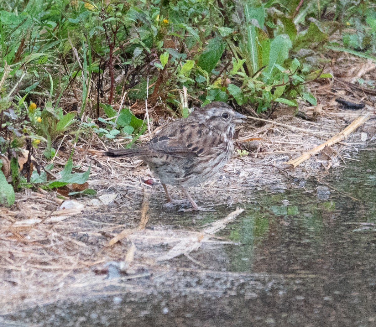 Song Sparrow - ML642447571
