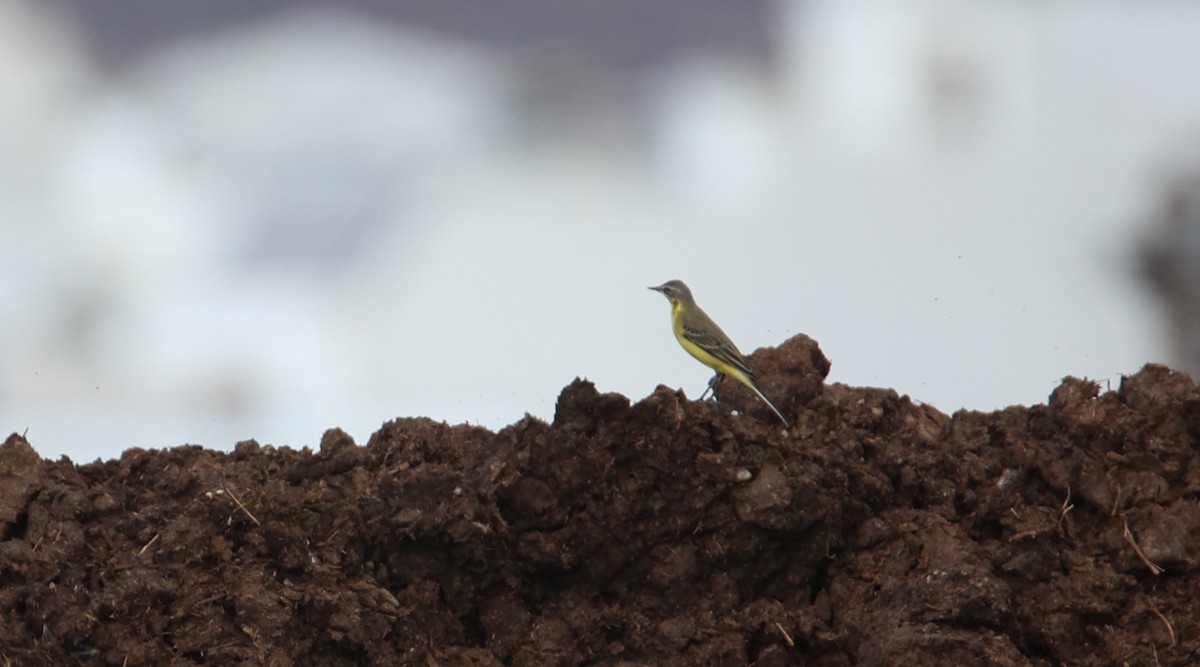 Western Yellow Wagtail - ML642447580