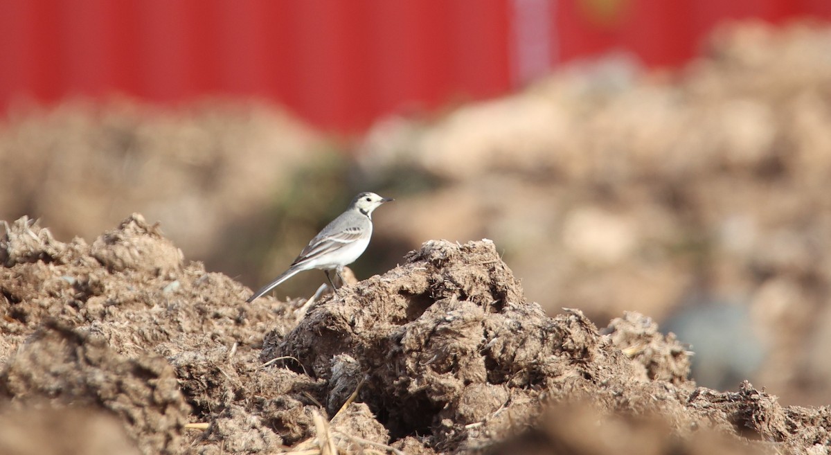 White Wagtail - ML642447584