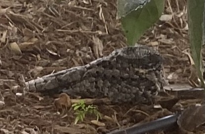 Common Poorwill - ML642447590