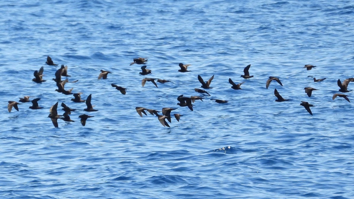 Least Storm-Petrel - ML642447596