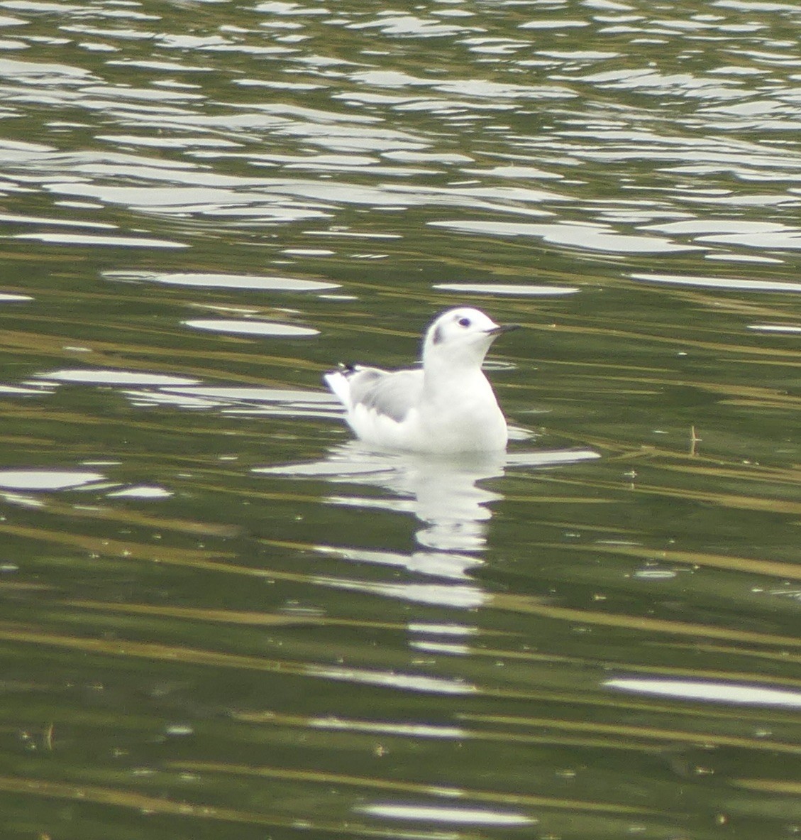 Bonaparte's Gull - ML642447628