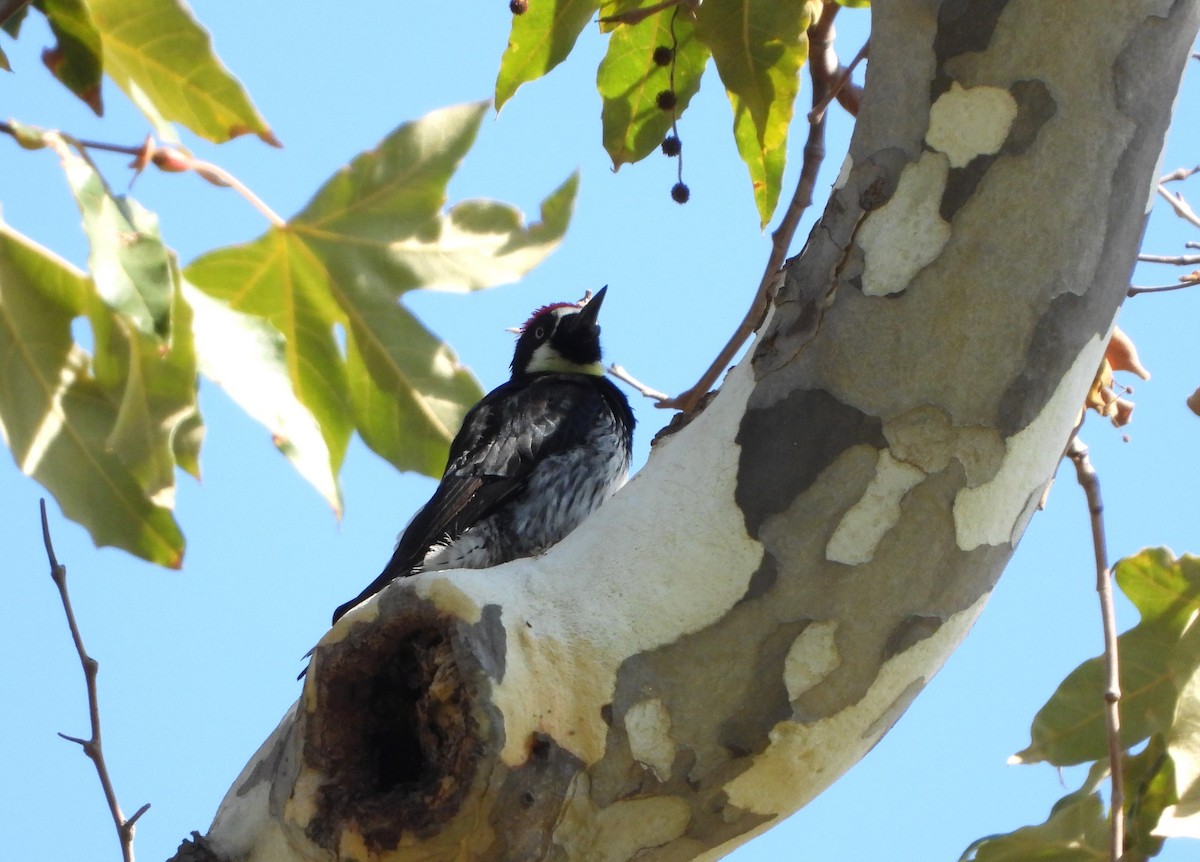 Acorn Woodpecker - ML642447641