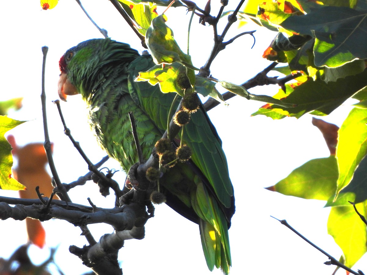 Red-crowned Amazon - ML642447656
