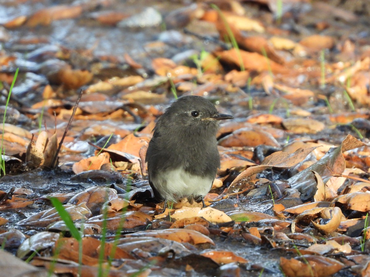 Black Phoebe - ML642447663