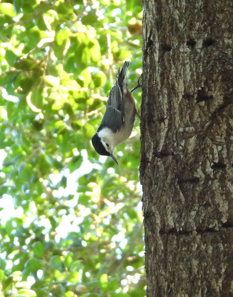 White-breasted Nuthatch - ML642447670