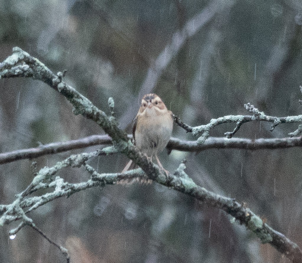 Clay-colored Sparrow - ML642447682