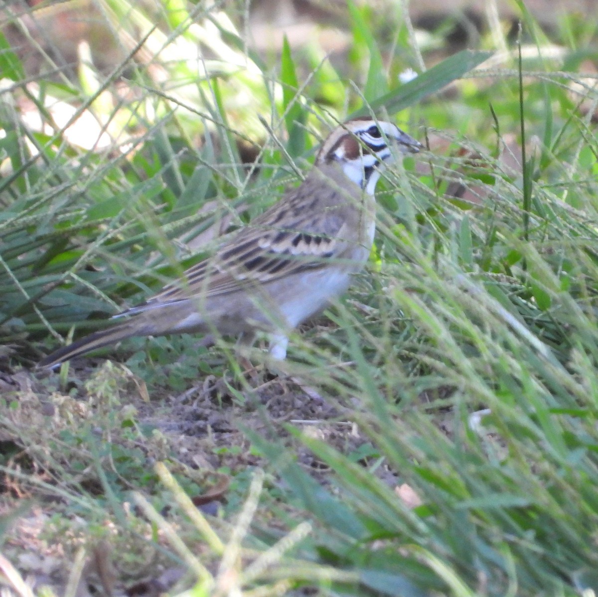 Lark Sparrow - ML642447685