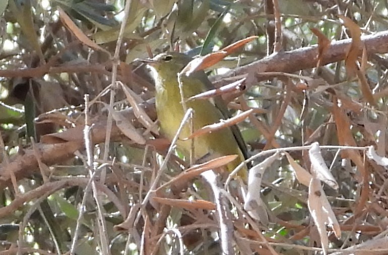Orange-crowned Warbler - ML642447700
