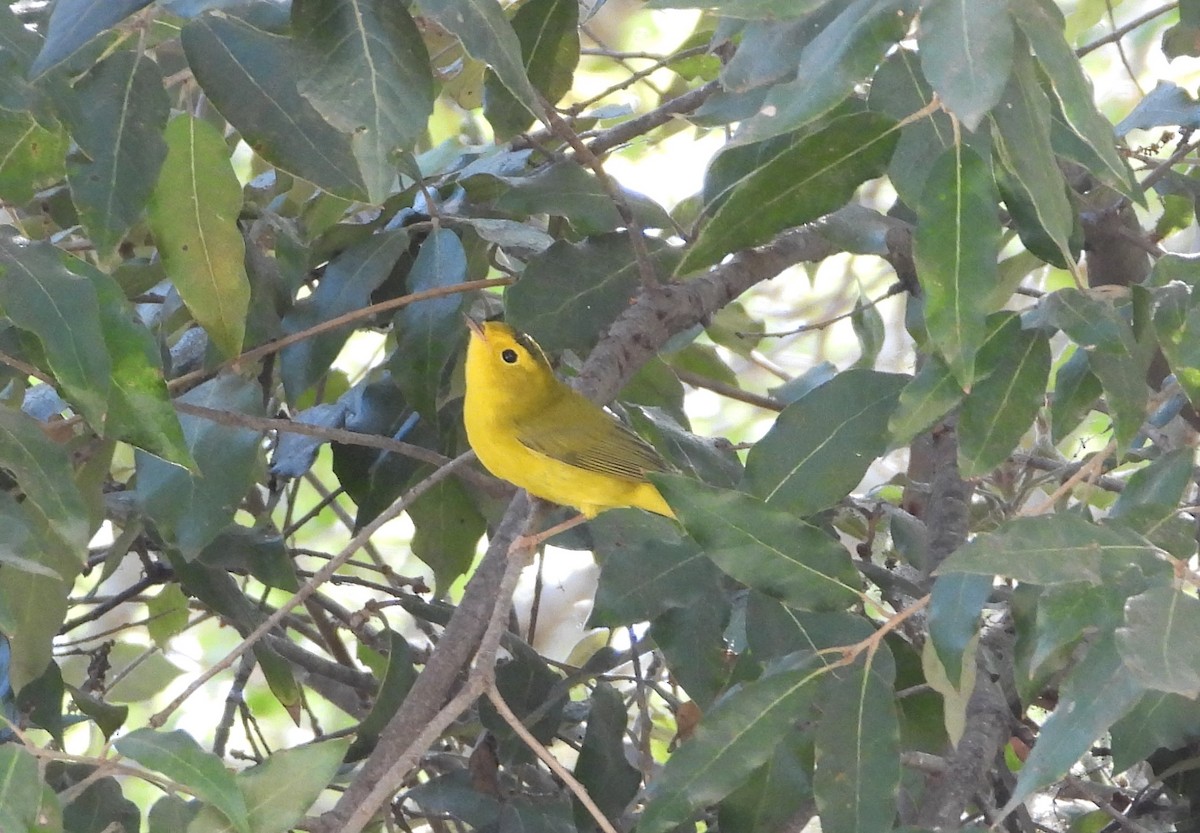 Wilson's Warbler - ML642447708