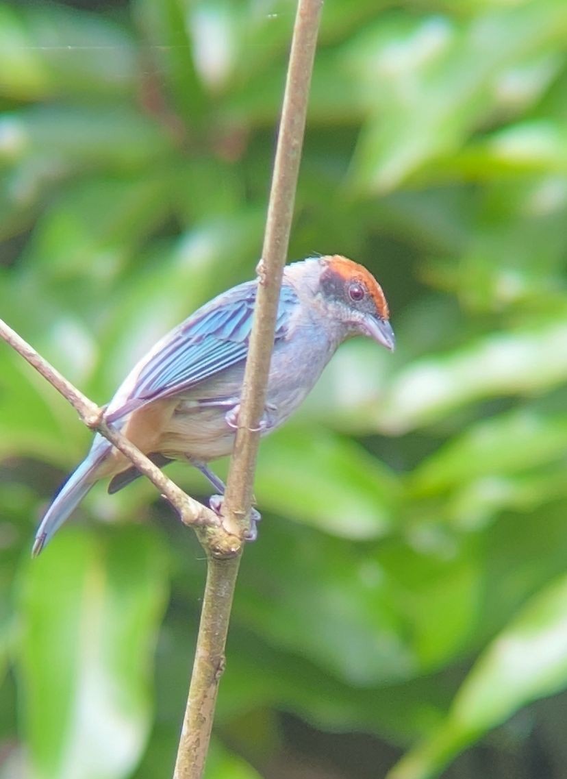 Scrub Tanager - ML642447716