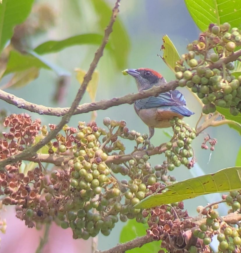 Scrub Tanager - ML642447717