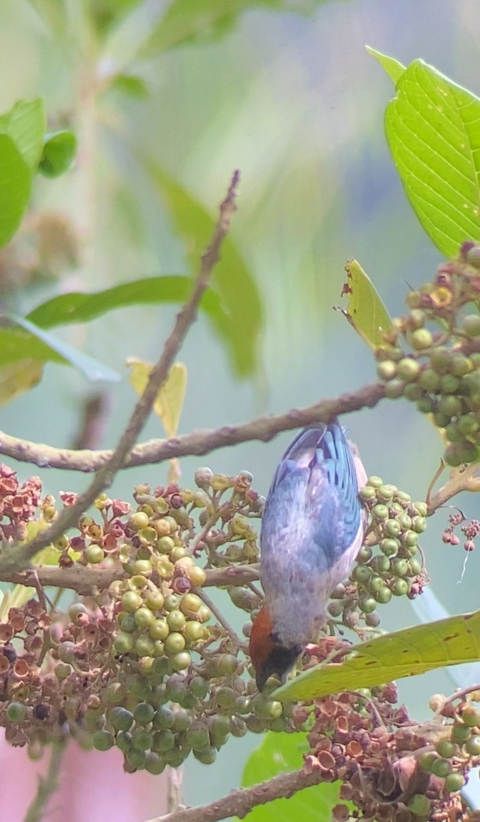 Scrub Tanager - ML642447718