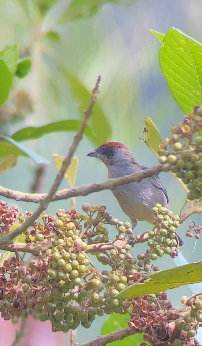 Scrub Tanager - ML642447719