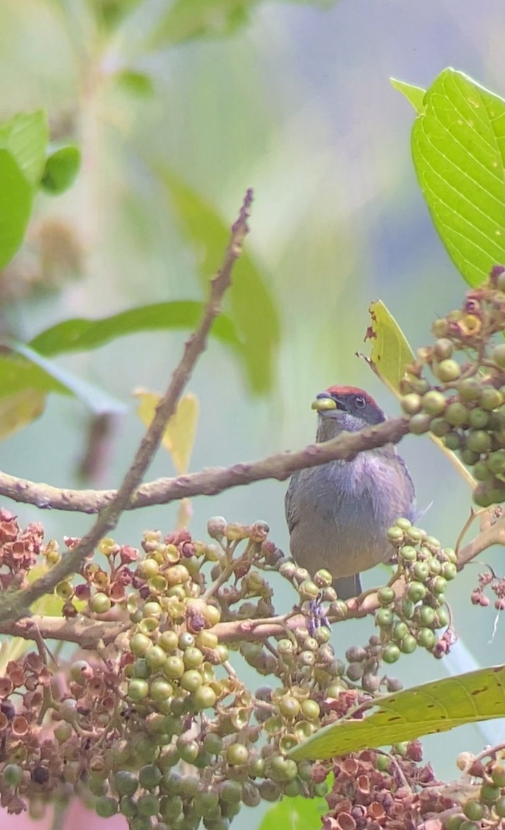 Scrub Tanager - ML642447721