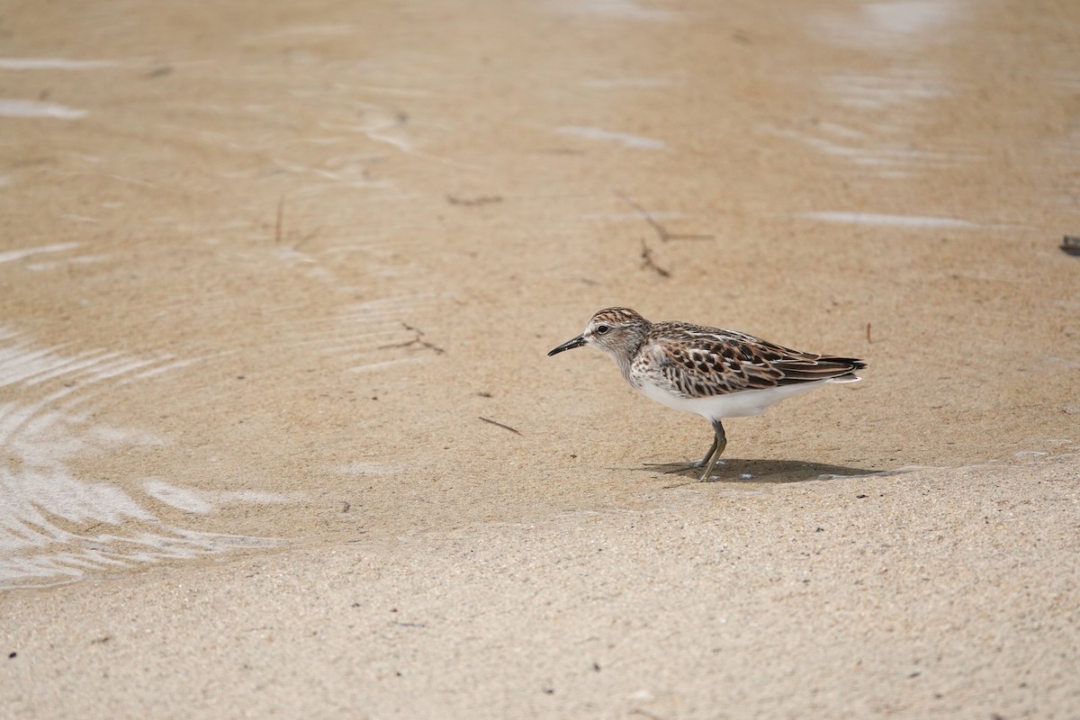 Least Sandpiper - ML642447725