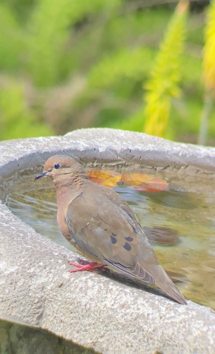 Eared Dove - ML642447728