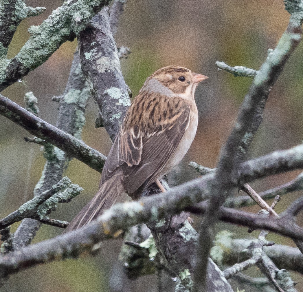 Clay-colored Sparrow - ML642447820