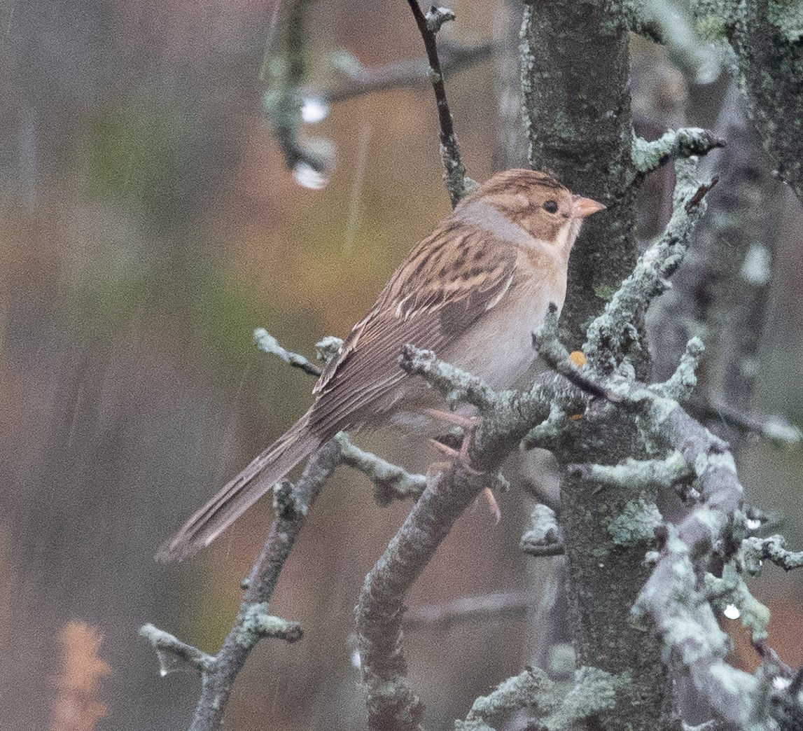 Clay-colored Sparrow - ML642447821