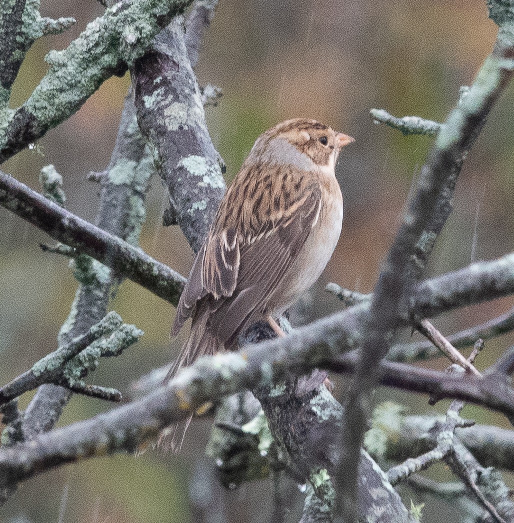 Clay-colored Sparrow - ML642447822