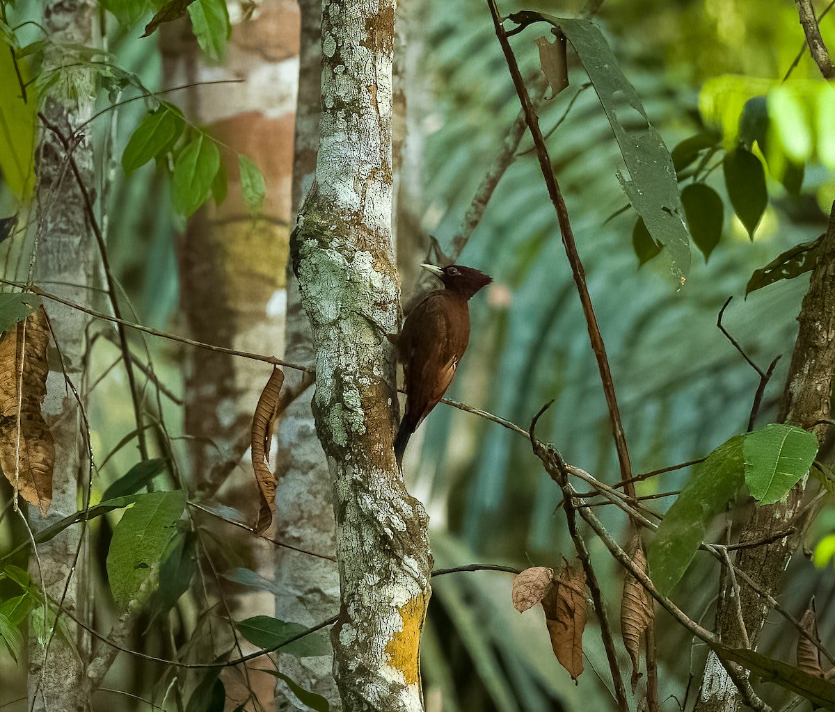 Waved Woodpecker - ML642447850