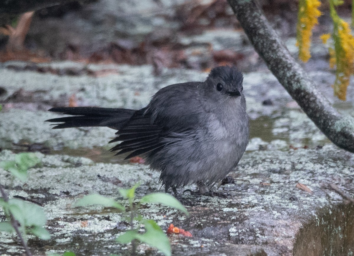 Gray Catbird - ML642447880